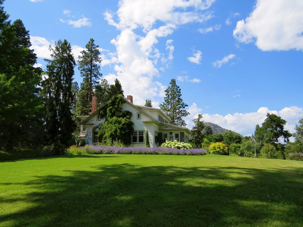 Lawn replacement