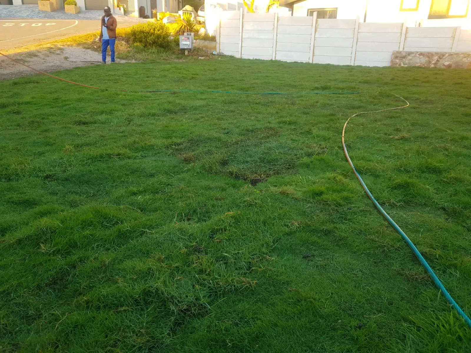 Lawn replacement — finished green lawn