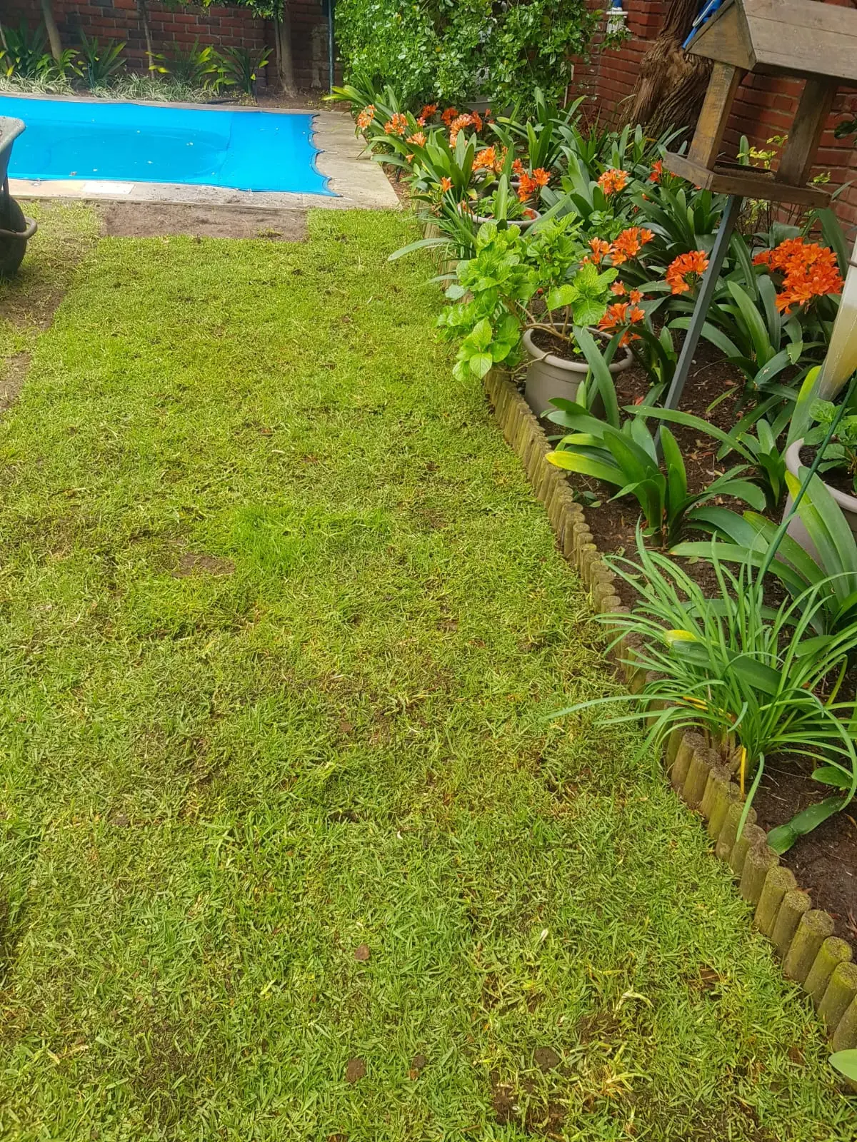 Landscaped poolside garden with roll-on lawn