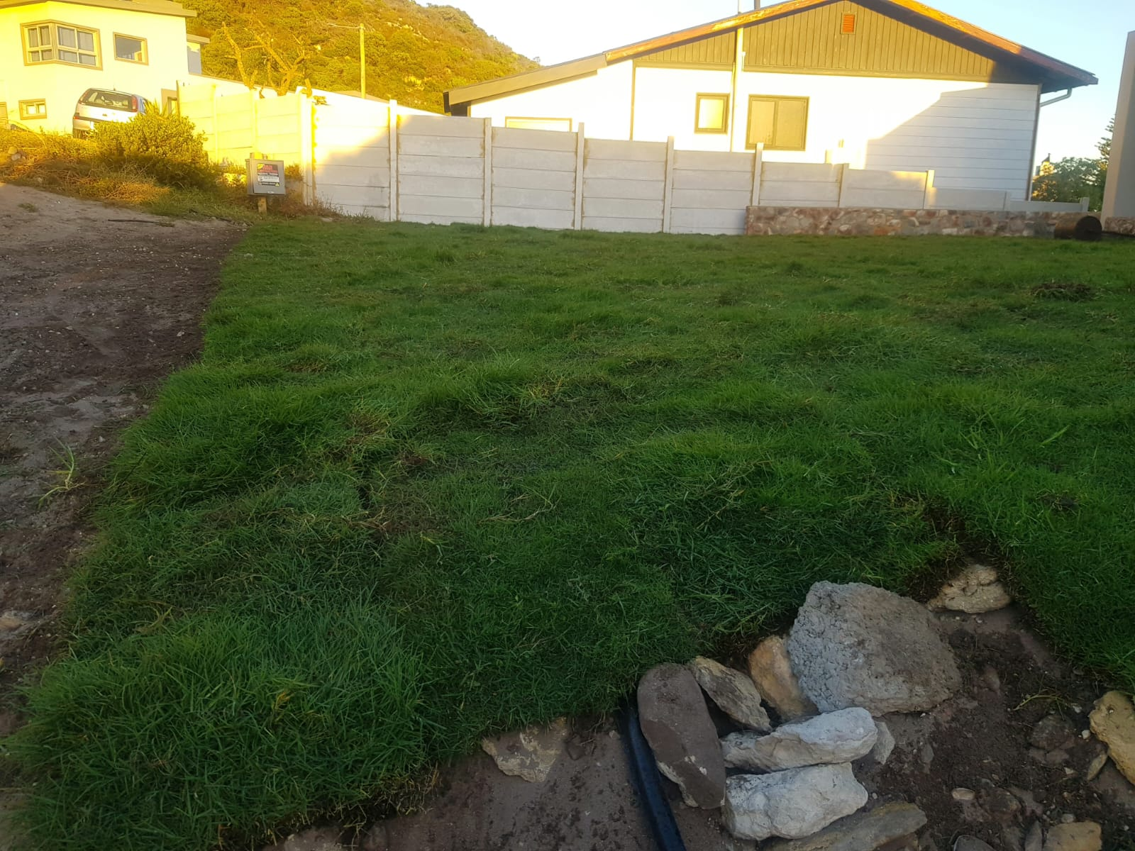 Buffalo roll-on grass