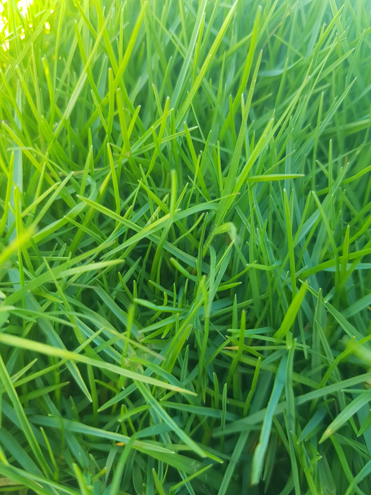 Kikuyu roll-on grass close-up