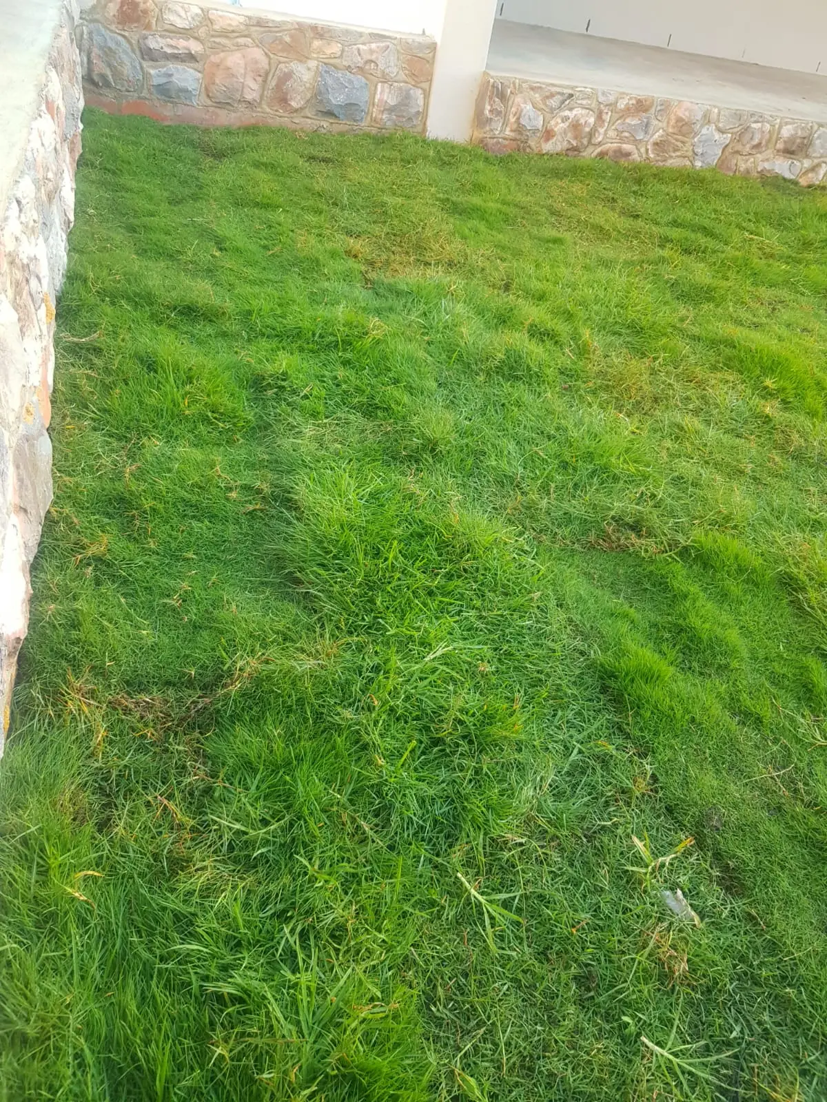 Kikuyu roll-on grass close-up