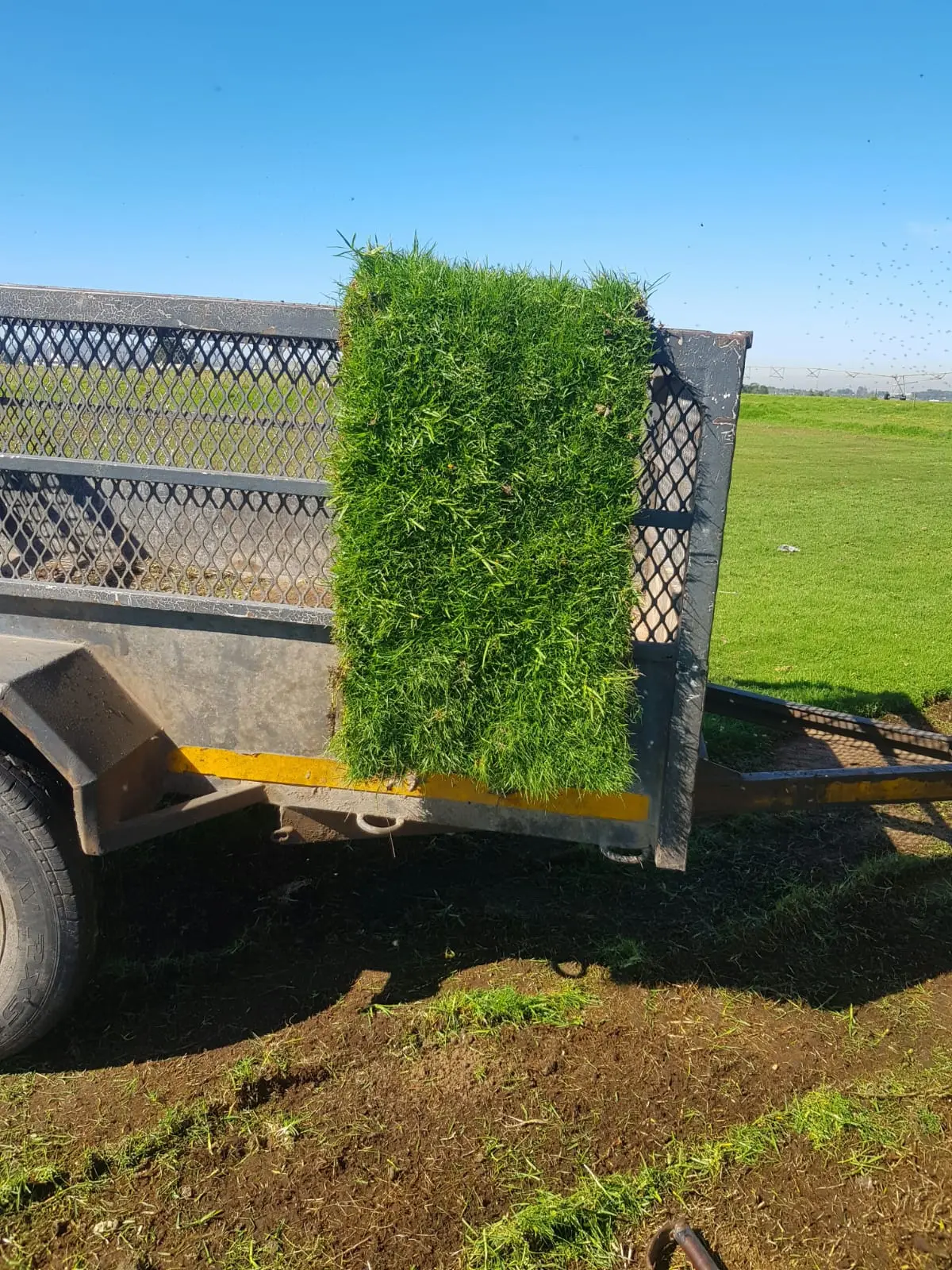Roll-on lawn loaded on trailer for delivery