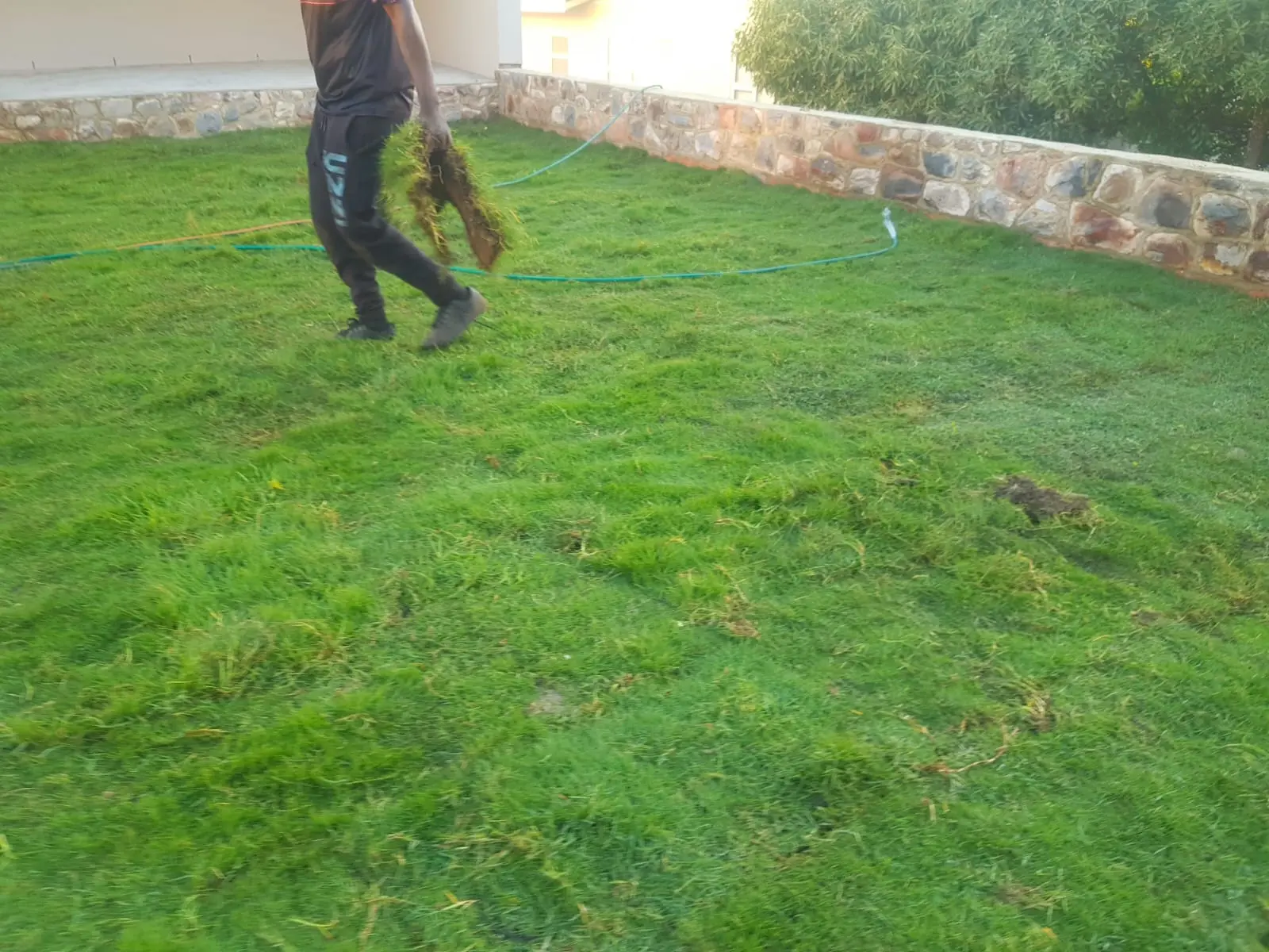 Roll-on lawn installation